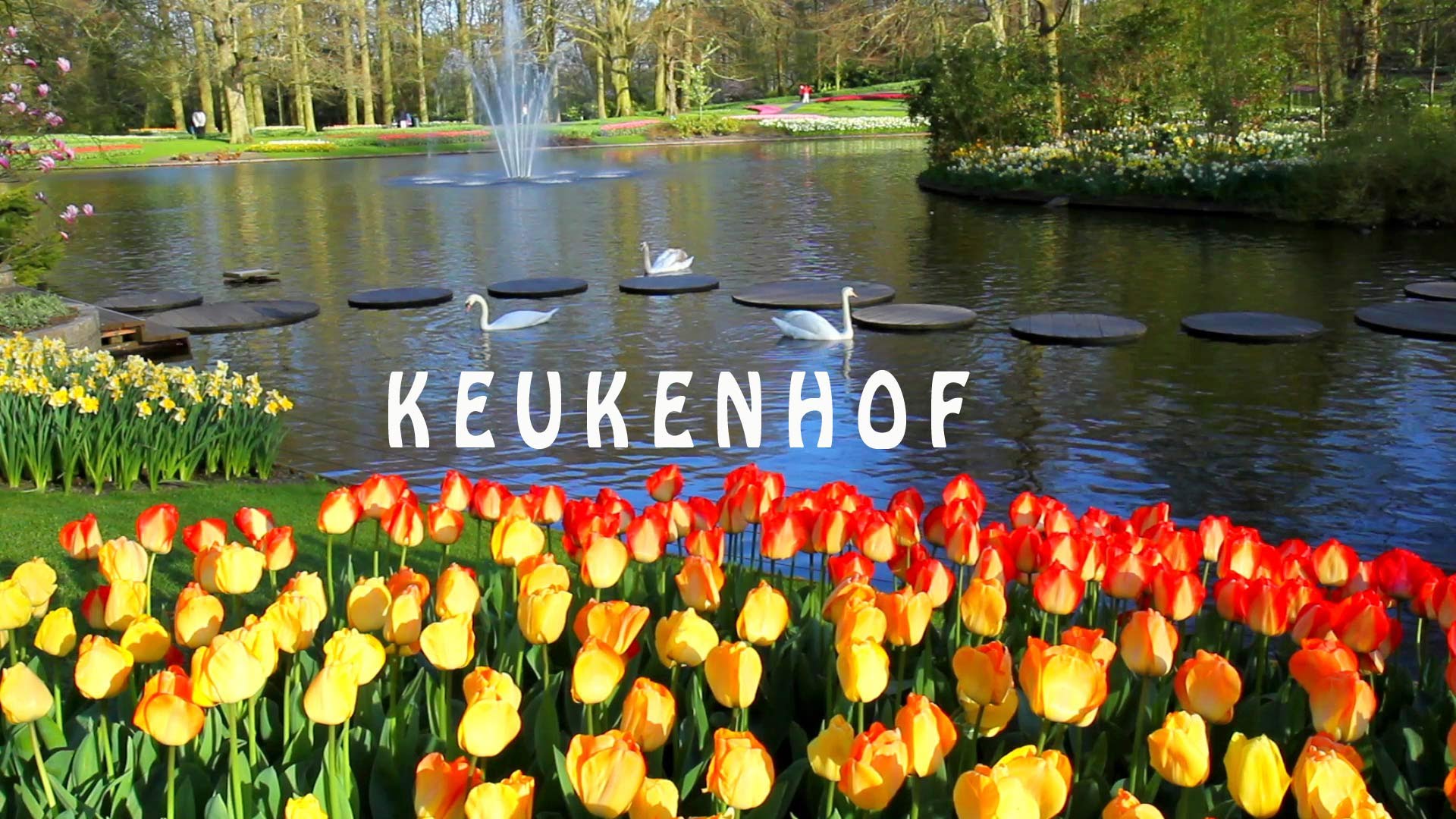 Keukenhof - Jour CORSO