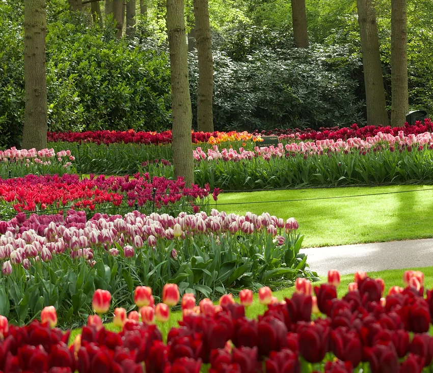 Keukenhof - CORSO