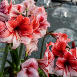 Concours Amaryllis (Château de Beloeil)