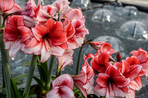 Concours Amaryllis (Château de Beloeil)